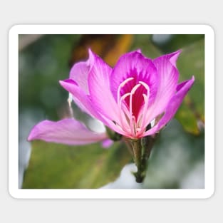 Bauhinia Sticker